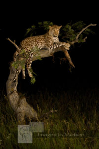 Leopard Lounging In Tree