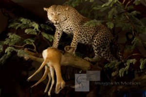 Leopard with Oribi Kill