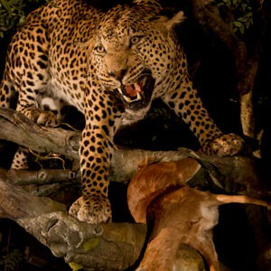 Leopard Defending Steenbok kill