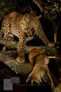 Leopard with Steenbok Kill