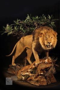 Lion Protecting Kill