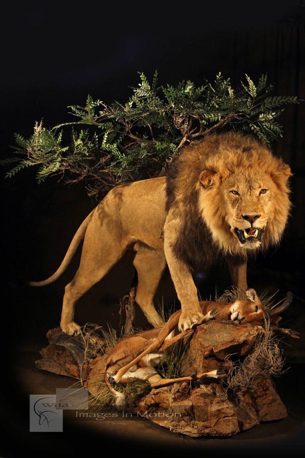 Lion Protecting Kill