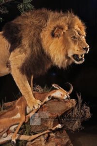 Lion Up-close