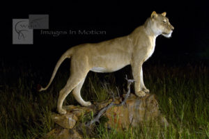 Lioness Standing
