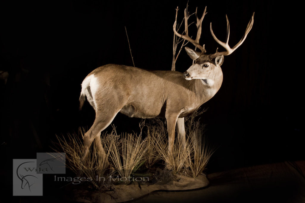 Monster Mule Deer Wild Images In Motion