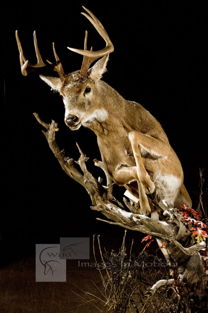 Life-size Whitetail Deer | Wild Images In Motion