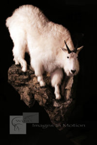 Mountain-goat-descending