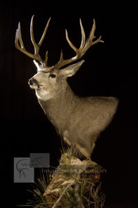 Mule Deer Pedestal