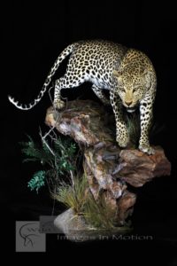 Namibian Leopard