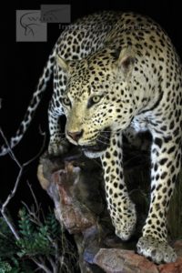 Namibian leopard
