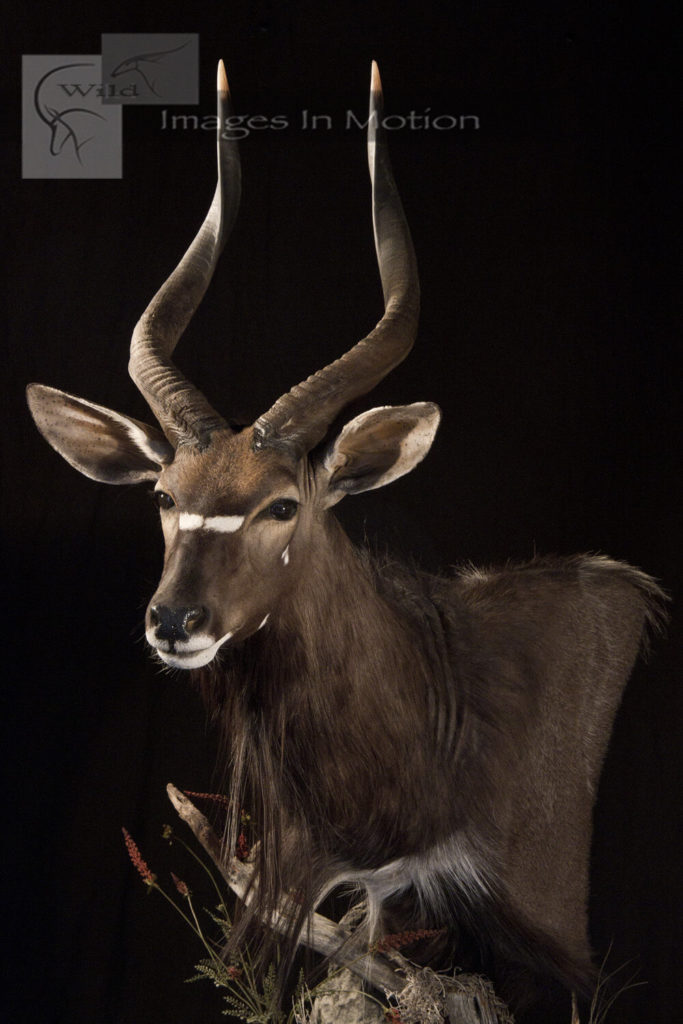 African Plains Game Shoulder Mounts and Pedestals Wild Images In Motion