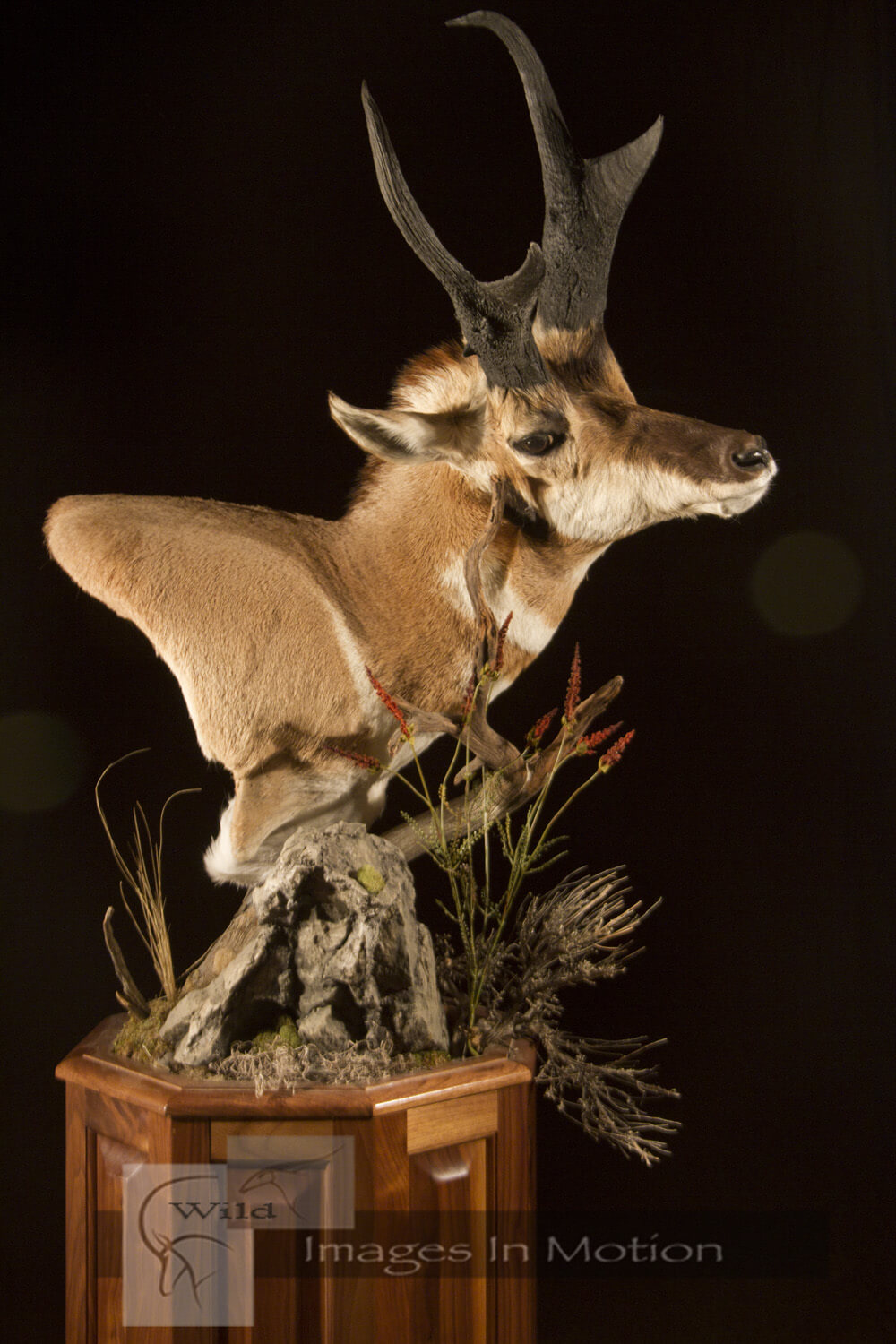Pronghorn Antelope Pedestal