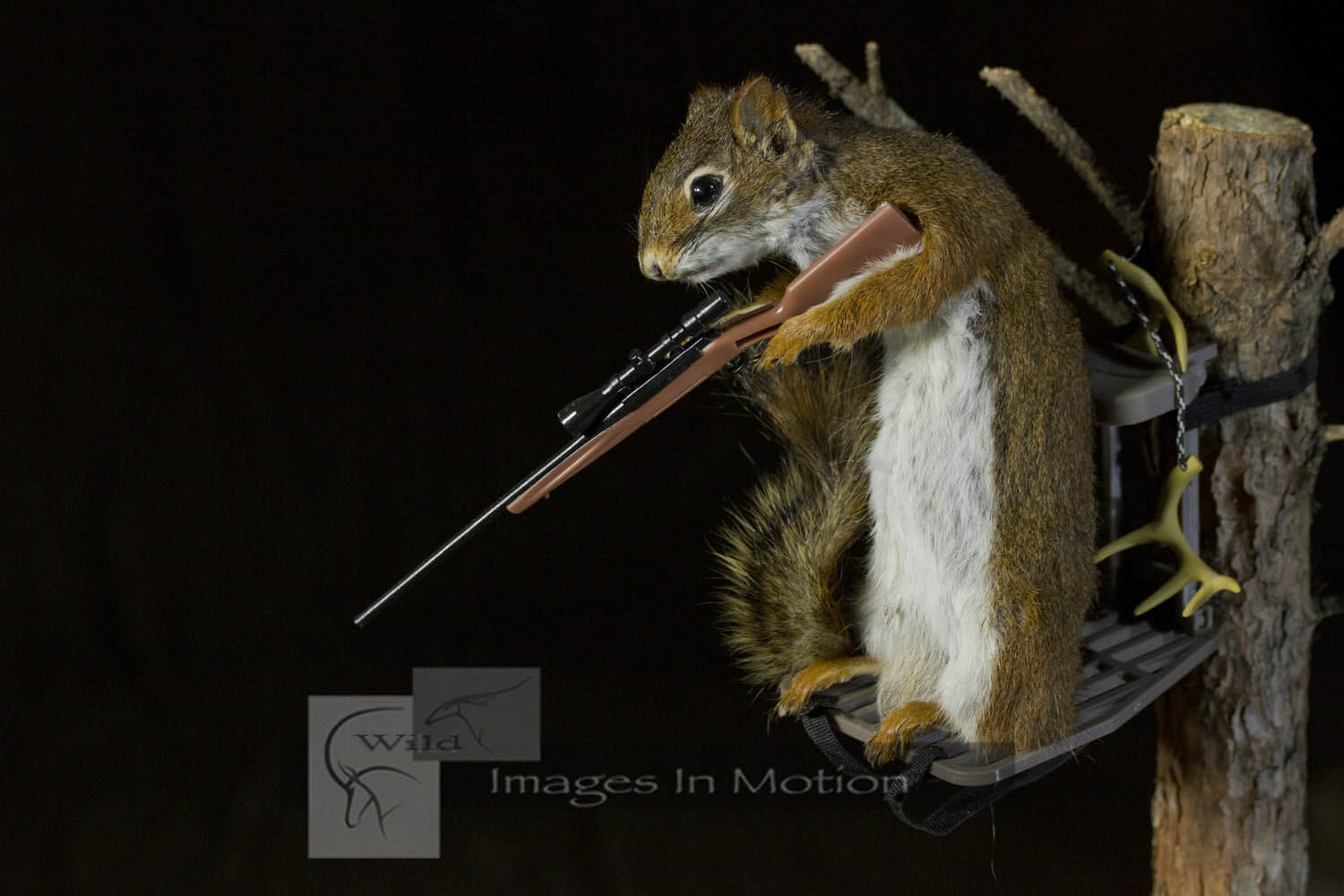 red-squirrel-in-deer-stand