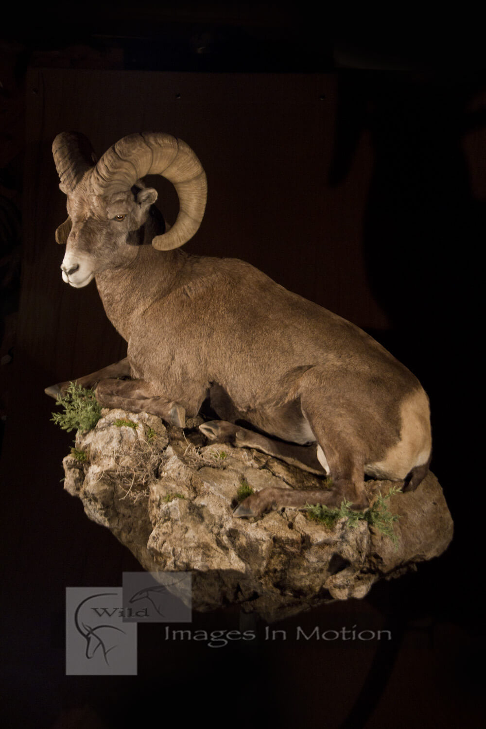 Rocky Mountain Bighorn Sheep At Rest