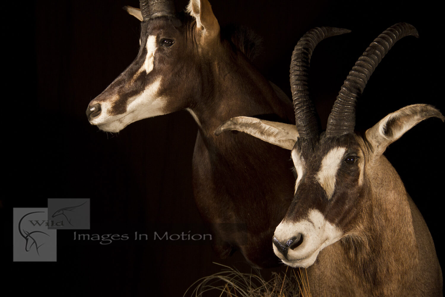 Sable & Roan Antelope Close-up