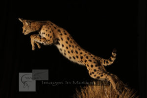 serval-mousing