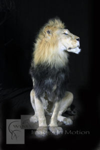 Sitting-African-Lion