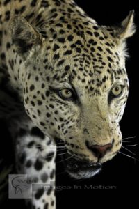 Stalking Namibian Leopard