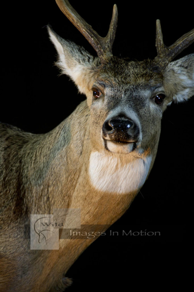 North American Whitetail Deer Shoulder Mounts | Wild Images In Motion