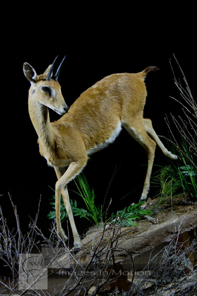 African Small Game Lifesize Wild Images In Motion