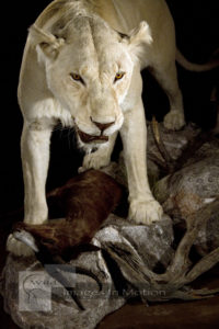 white-lioness