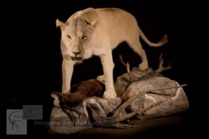 White Lioness With Springbok Kill