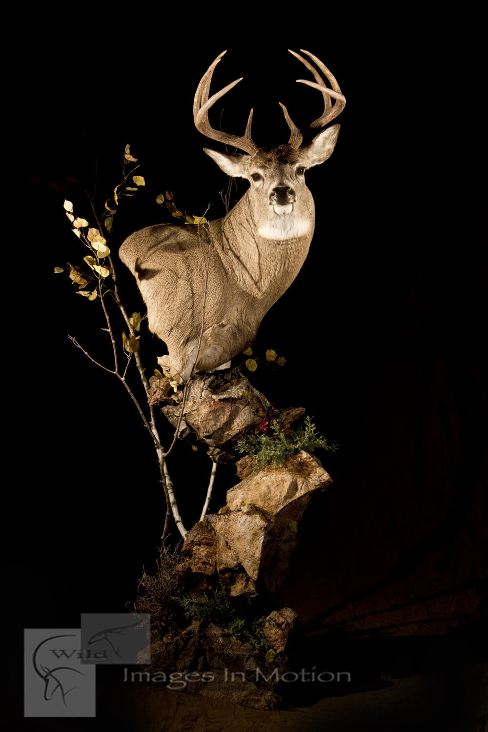 whitetail-deer-natural-floor-pedestal