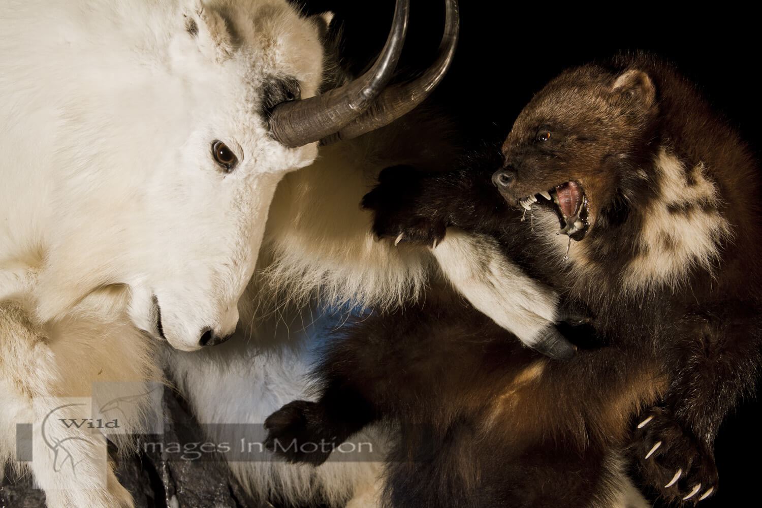 Wolverine Attacking Mountain Goat