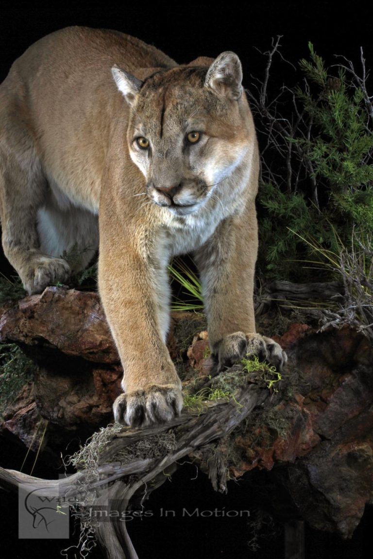 Wyoming Mountain Lion Wild Images In Motion   Wyoming Mountain Lion 768x1152 