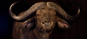 header - buffalo