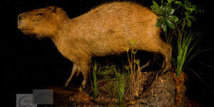 header capybara