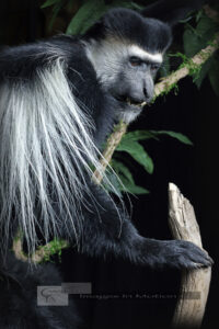 Custom Colobus Monkey Taxidermy