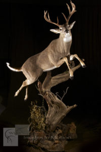 Columbia Whitetail leaping