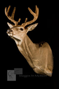 Curious Whitetail Deer in Velvet