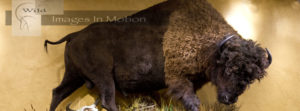 header bison