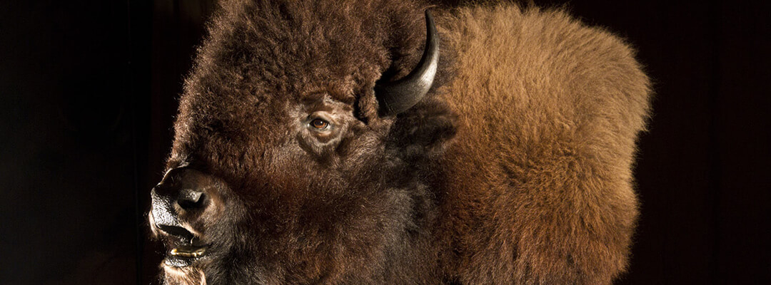 header bison