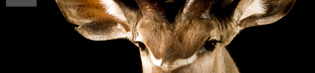 header-kudu-close-up