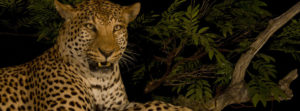 header-leopard-close-up