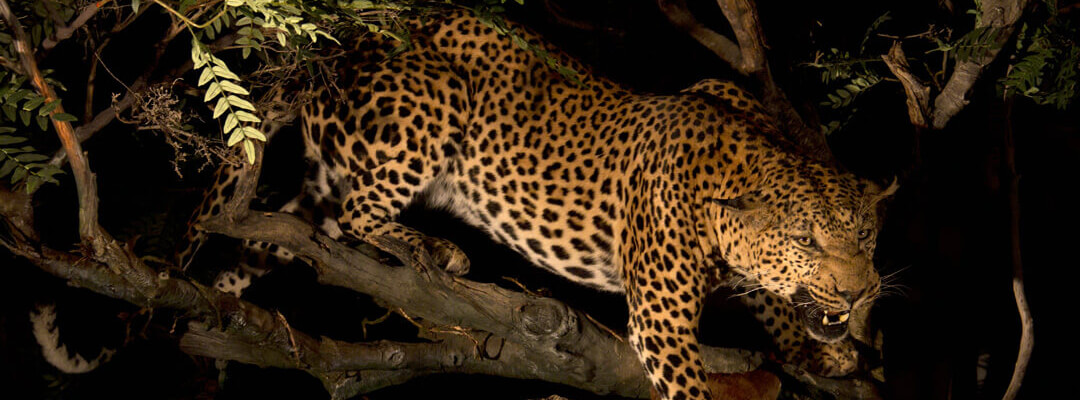 header-leopard-defending-kill