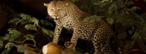 header-leopard-oribi-kill