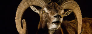 header-red-sheep-close-up