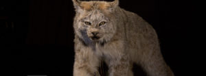 header-stalking-lynx
