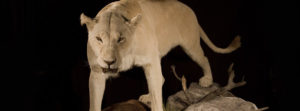 header-white-lioness