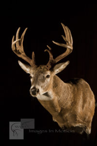 heavy antlered old whitetail buck