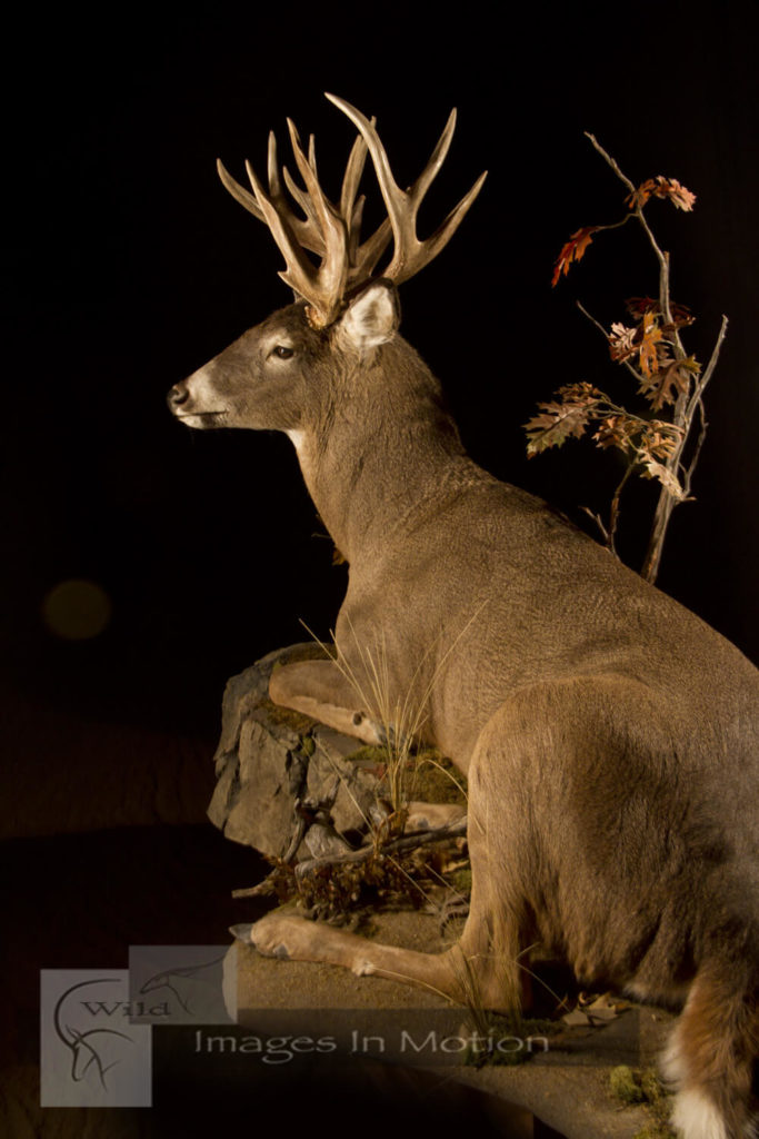 North American Whitetail Deer Life-size | Wild Images In Motion