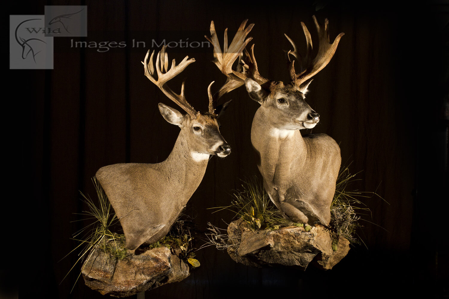 Pair of Non-typical Whitetail Deer