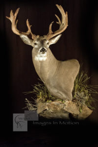 pedestal-whitetail-for-wall