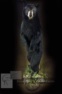 standing-black-bear