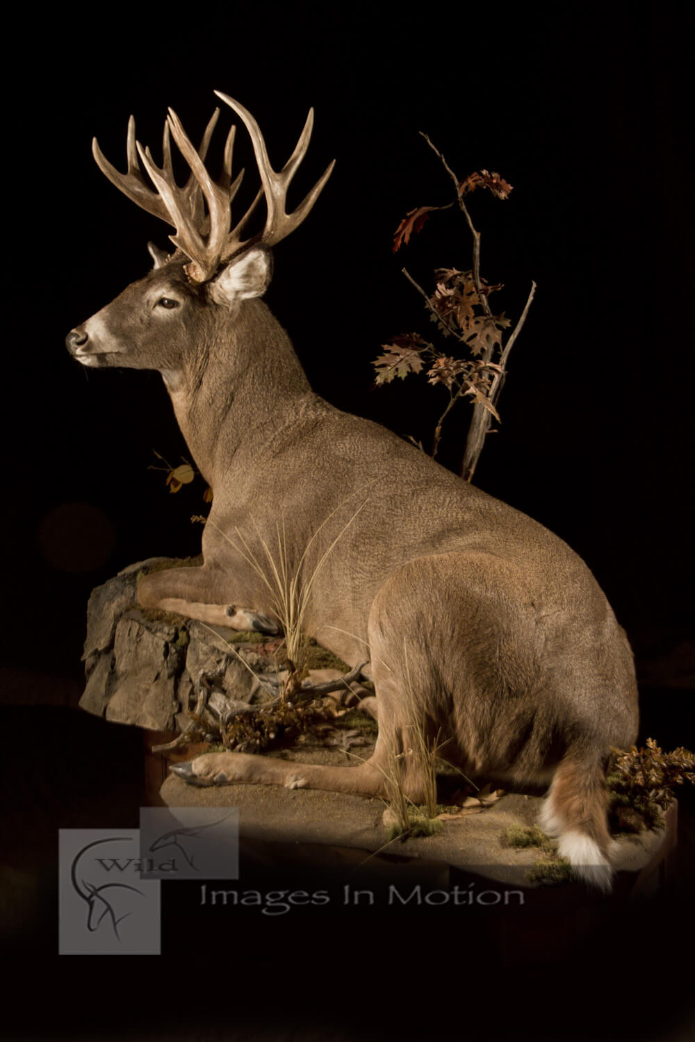 whitetail-deer-laying-down